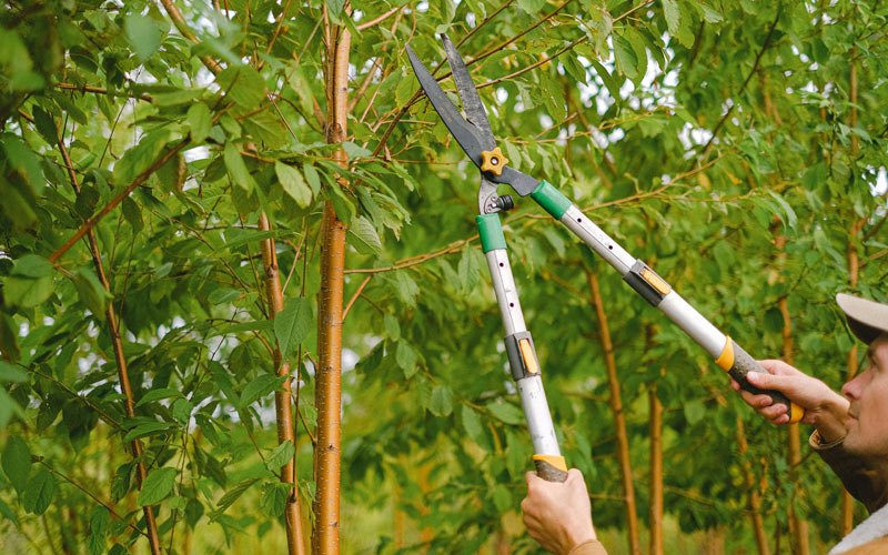 Tree trimming in Lockesburg, AR